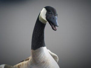 animated geese 3D Модель