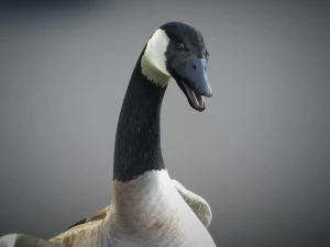 Animated geese 3D Model