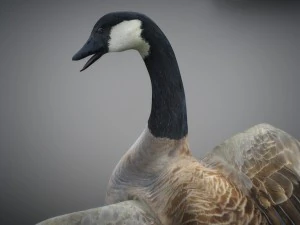 Animated geese 3D Model