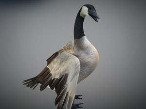 animated geese 3D Модель