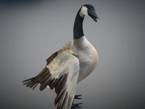 Animated geese 3D Model