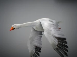 Animated geese 3D Model
