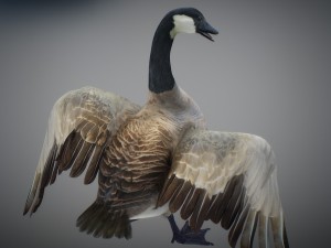 animated geese 3D Модель