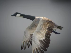 Animated geese 3D Model