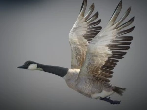 Animated geese 3D Model