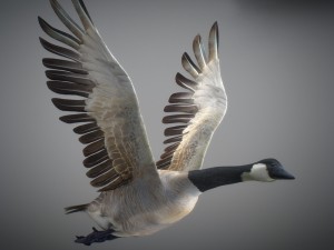 animated geese 3D Модель