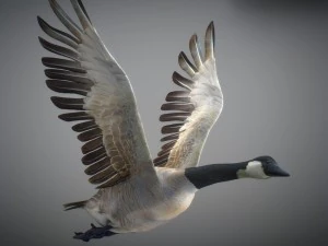 Animated geese 3D Model