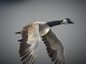 Animated geese 3D Model