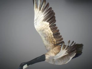 Animated geese 3D Model
