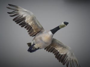 animated geese 3D Модель