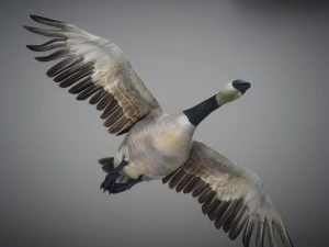 Animated geese 3D Model
