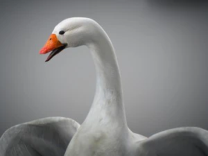 Animated geese 3D Model