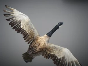 Animated geese 3D Model