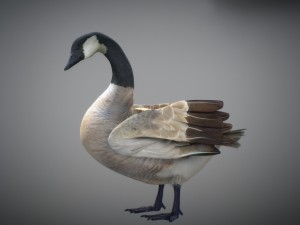 animated geese 3D Модель