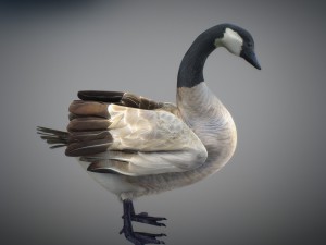 animated geese 3D Модель