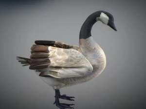 Animated geese 3D Model