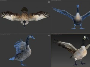 Animated geese 3D Model