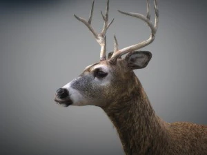 Cervi animati Modello 3D