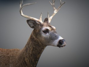 animated deer 3D 모델
