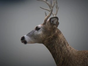 Cervi animati Modello 3D