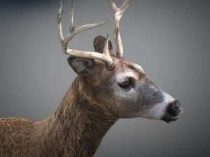 Cervi animati Modello 3D