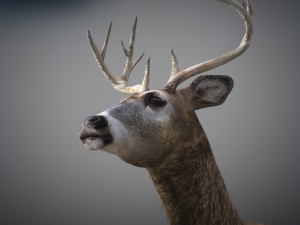 animated deer 3D 모델