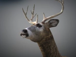 Cervi animati Modello 3D