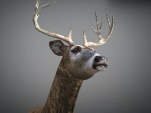 Cervi animati Modello 3D