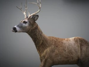 Cervi animati Modello 3D