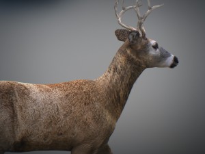 animated deer 3D 모델