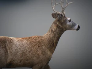 Cervi animati Modello 3D