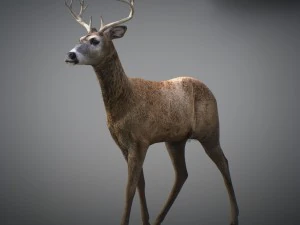 Cervi animati Modello 3D