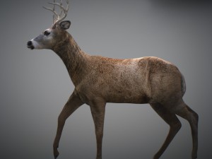 animated deer 3D 모델
