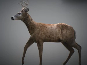 Cervi animati Modello 3D