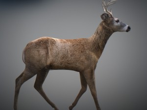 animated deer 3D 모델