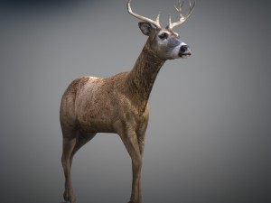 animated deer 3D 모델