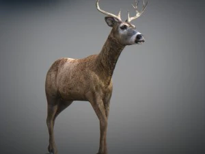 Cervi animati Modello 3D