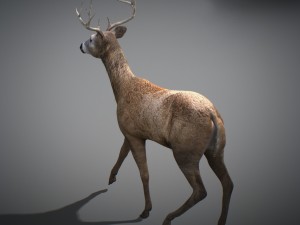 animated deer 3D 모델