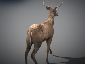 animated deer 3D 모델