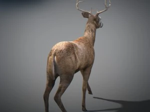 Cervi animati Modello 3D