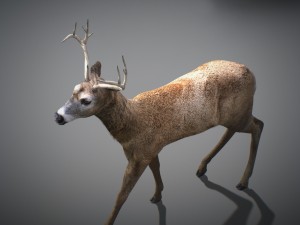 animated deer 3D 모델