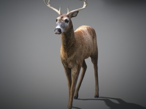 animated deer 3D 모델