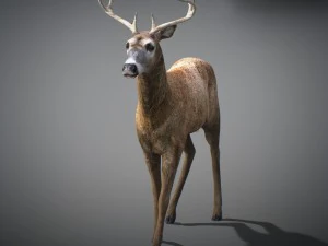 Cervi animati Modello 3D