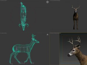 Cervi animati Modello 3D