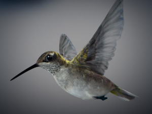 Animated hummingbird 3D मॉडल