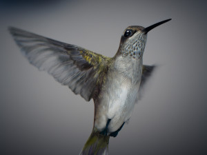 Animated hummingbird 3D मॉडल