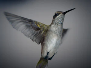 Beija-flor animado Modelo 3D