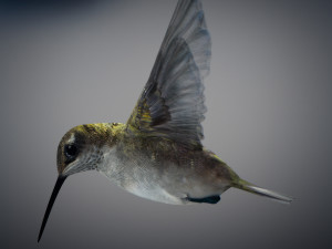 Animated hummingbird 3D मॉडल