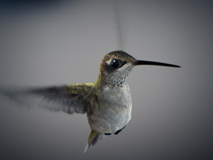 Animated hummingbird 3D मॉडल