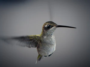 Beija-flor animado Modelo 3D
